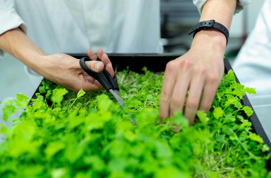 The Potential of Vertical Farming