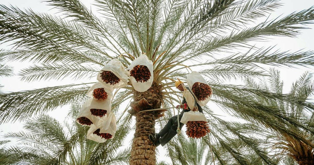 Crops Best Grown in a Desert Environment