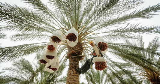 Crops Best Grown in a Desert Environment