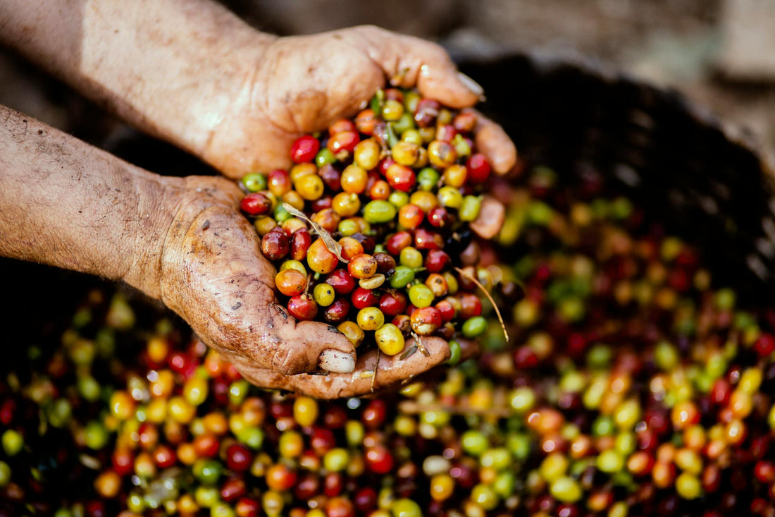 Lessons from the Coffee-Rust Crisis