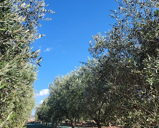 Garlic Olive Oil - Single Bottle 250ml - 2024 Harvest
