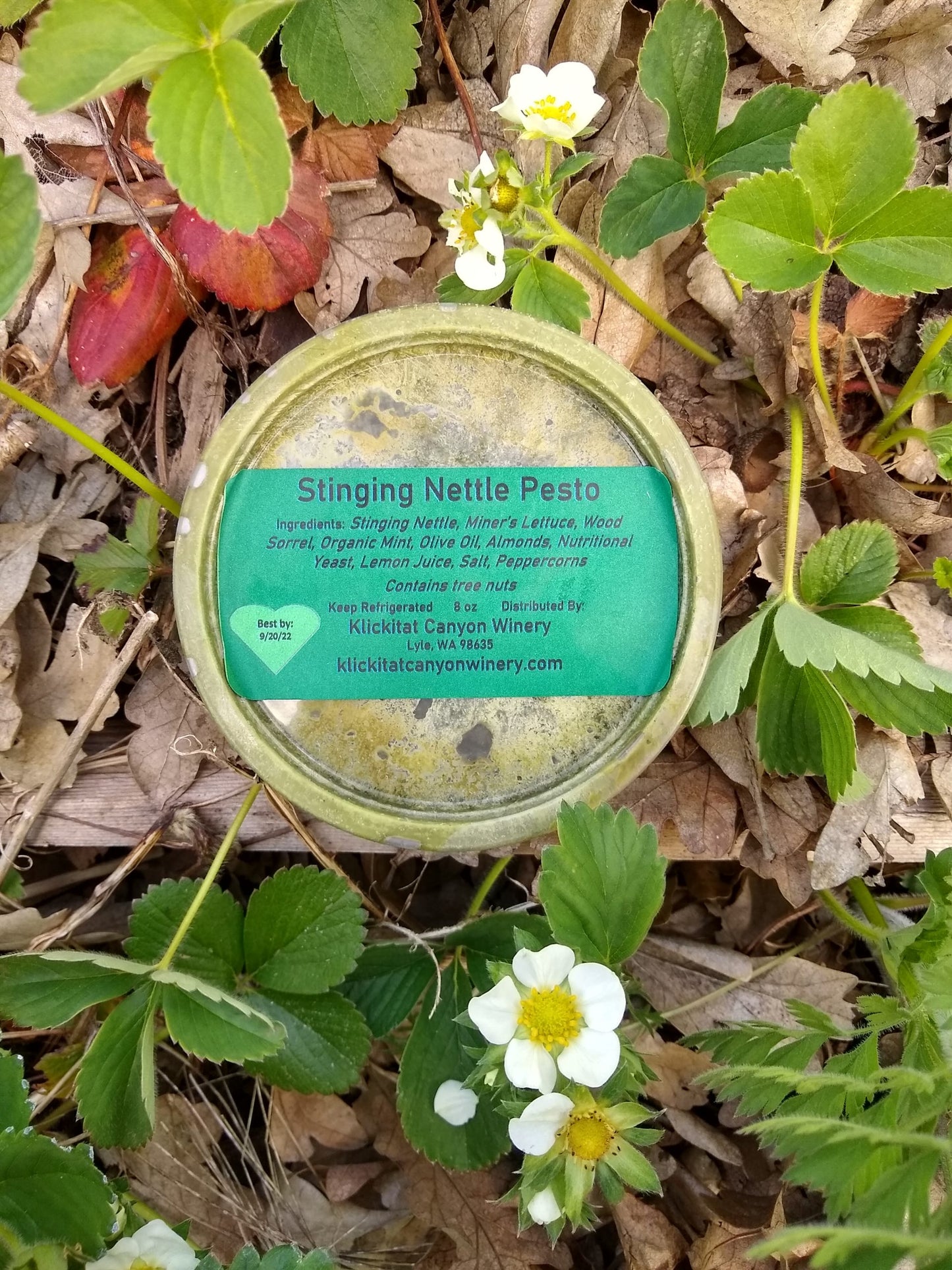 Farm-Fresh Pesto & Hummus Trio – Bold, Herbaceous & Savory Flavors