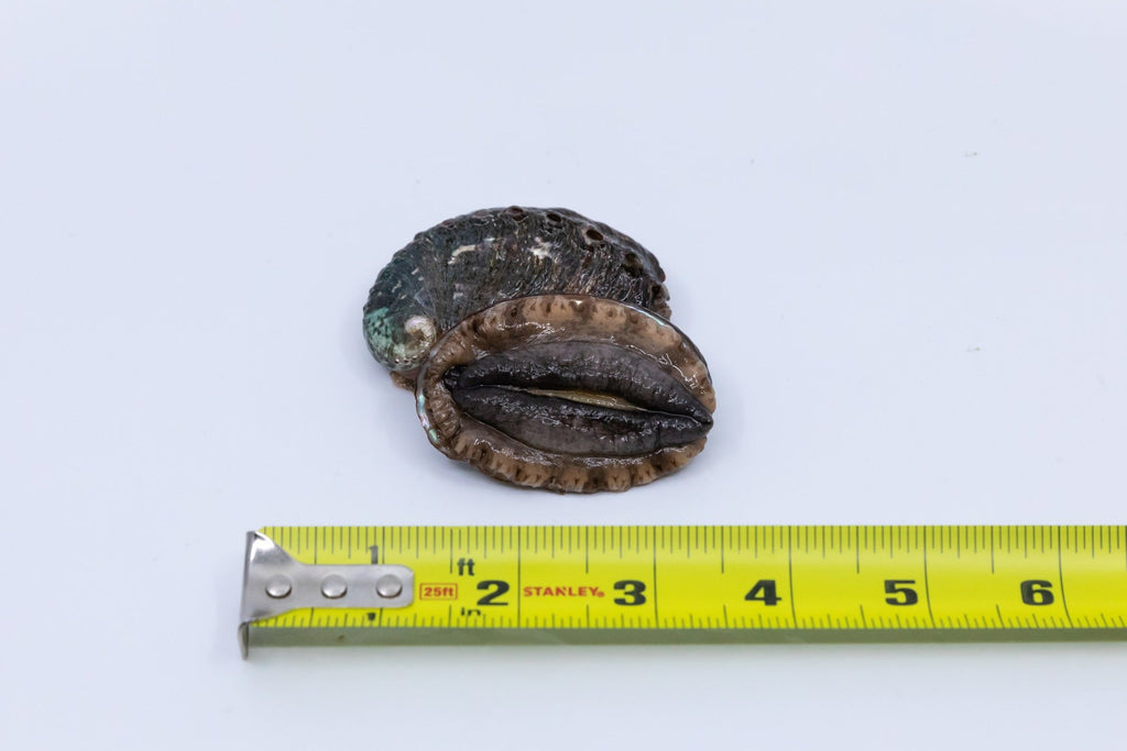 Kona Japanese Abalone Size 1 (14 to 24pcs/LB), 1LB