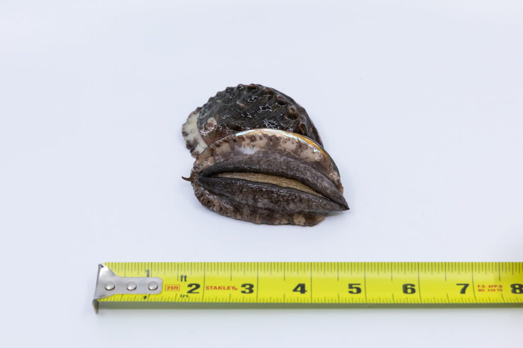 Kona Japanese Abalone Size 3 (9 to 11pcs/LB), 1LB