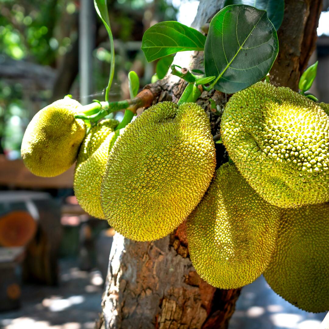 Premium Freeze-Dried Jackfruit