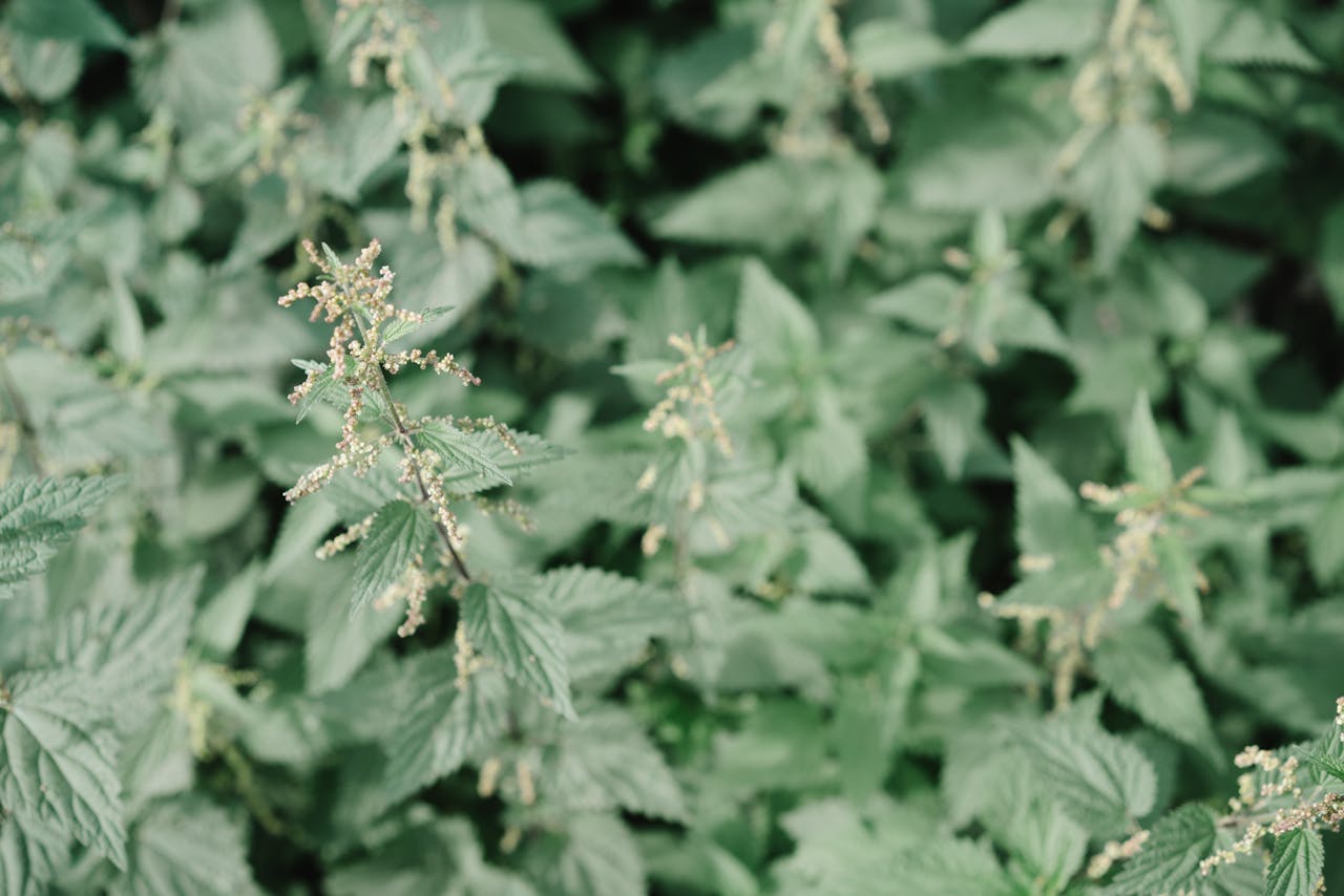 Farm-Fresh Pesto & Hummus Trio – Bold, Herbaceous & Savory Flavors