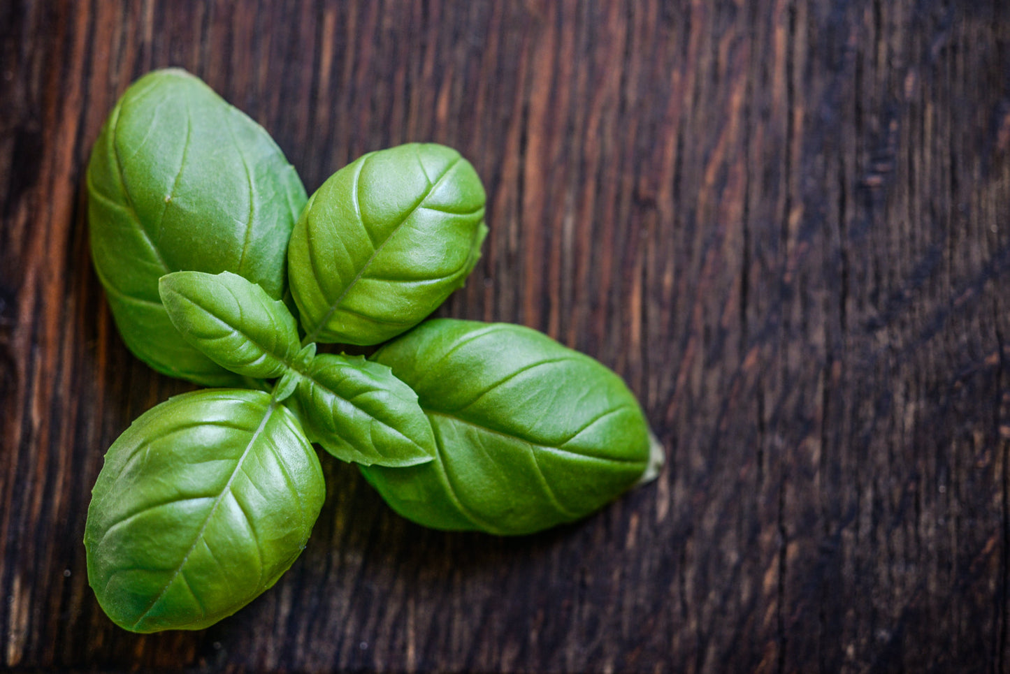 Leprendo Premium Basil Leaf