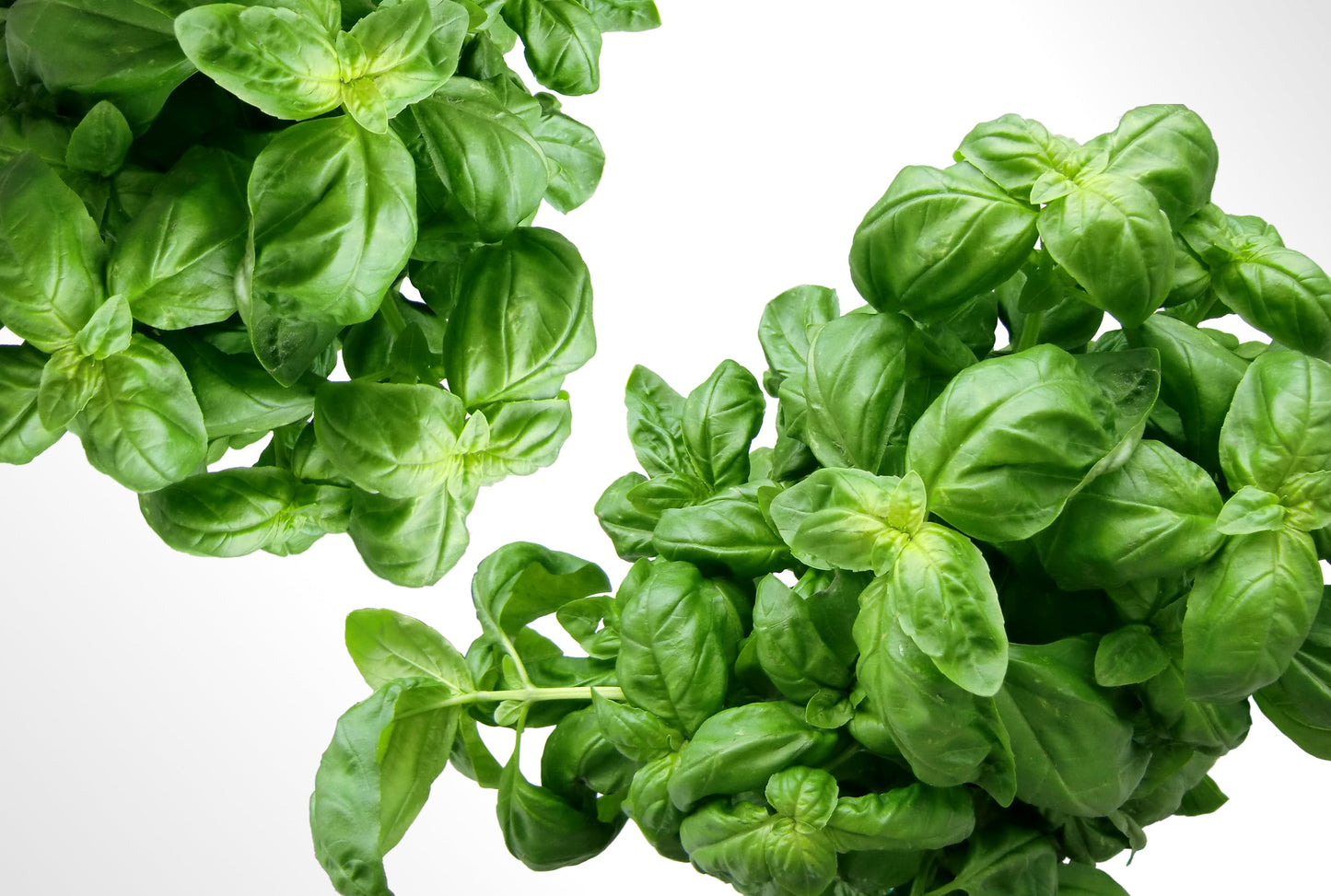Leprendo Premium Basil Leaf