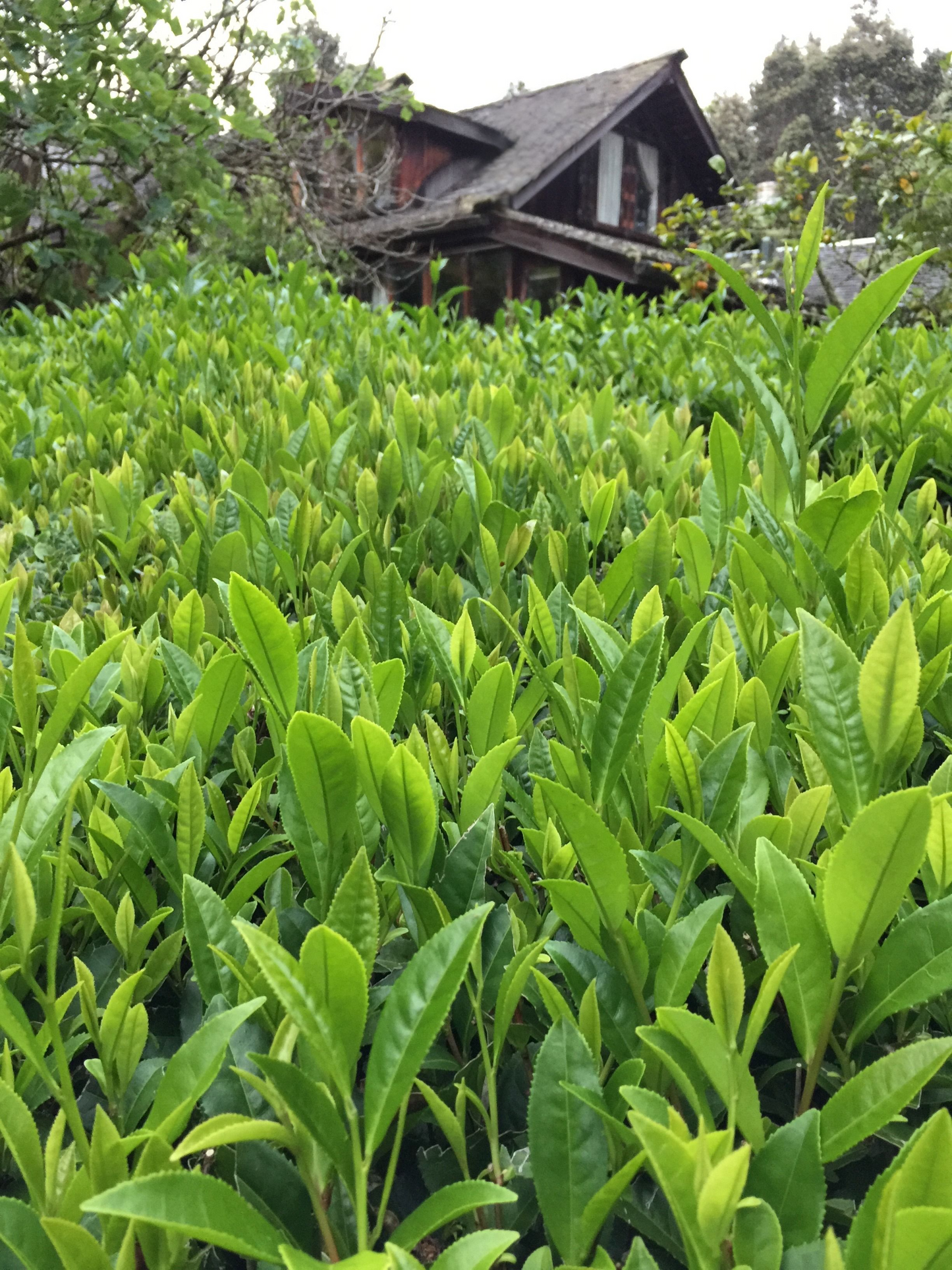Hawaii Grown Green Tea – Forest Grown Aloha Aina Tea in Paper Filter Bags (1 oz)