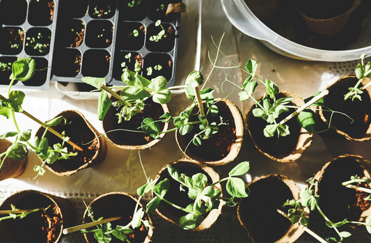 From Garden Hobby to Farmers Market Success