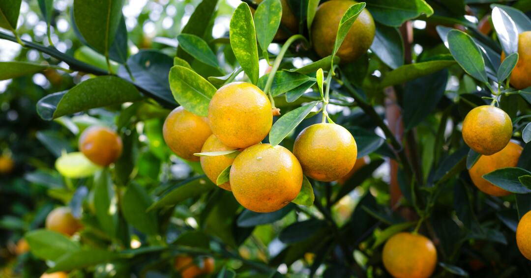 Navigating the Citrus Greening Quarantine in San Diego