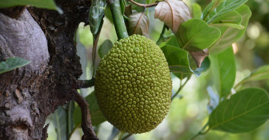 Jackfruit: A Tale of Two Flavors