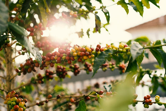 How Microclimates Shape Coffee Flavor