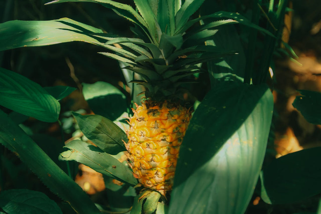 The History of Pineapple in Cuisines and California