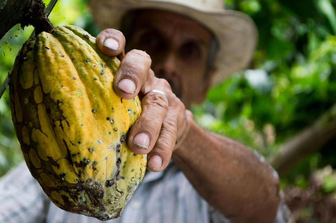 The History of Chocolate