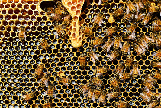 The Crop and Economic Benefits of Using Honey Bees