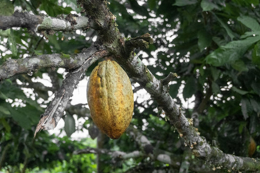 The Terroir of Chocolate