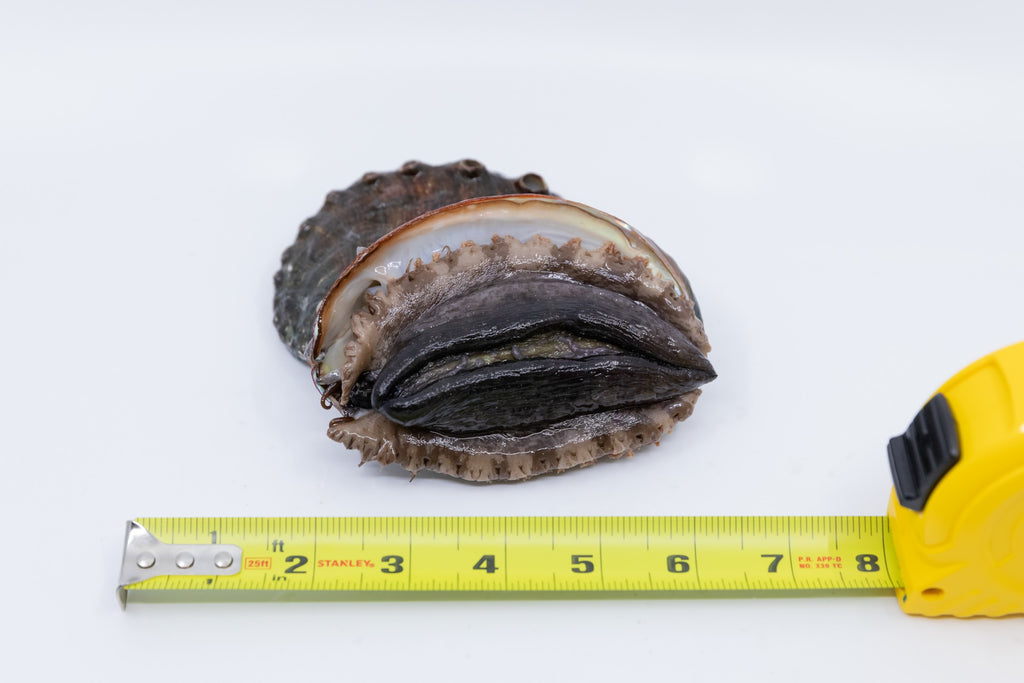 Kona Japanese Abalone Size Premium (Average 120g), 1PC