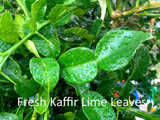Fresh Organic Kaffir Lime Leaves, Picked Fresh to Order (1 oz)