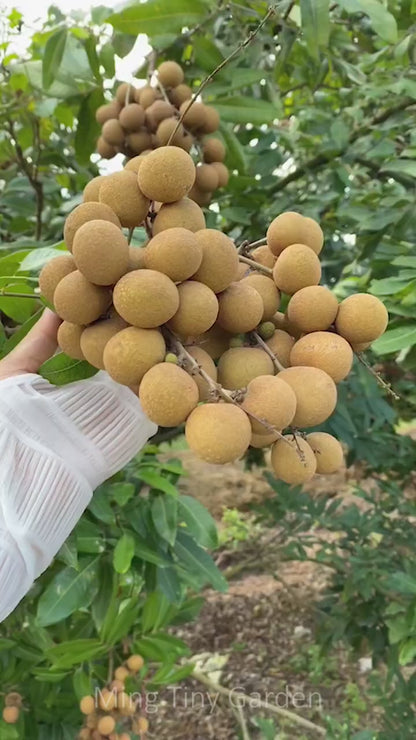Dried Longan Fruit (200g) - Vietnamese Longan